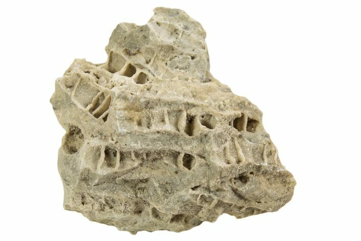 Silurian Dolostone w/ Sparkling Fossil Coral (Fletcheria) - Ohio #336596